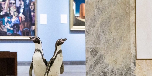 Американский музей устроил специальный тур для пингвинов