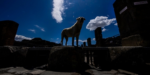 Руины города Помпеи открылись для посетителей