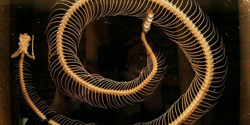 Hauser & Wirth представляет онлайн-выставку Энни Лейбовиц